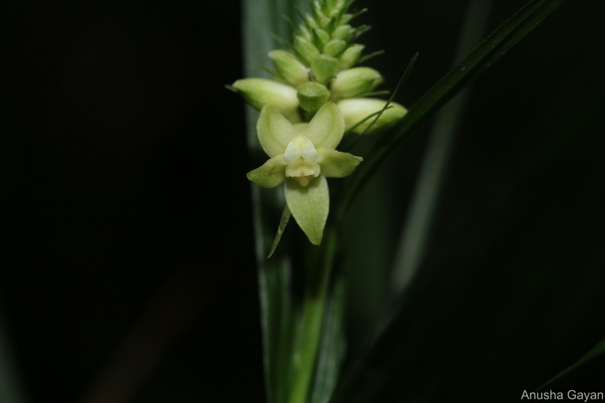 Tropidia thwaitesii Hook.f.